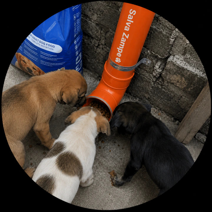 Chiens mangeant à un point de nourrissage mywoobles