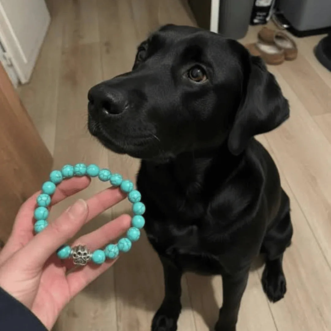 Bracelet patte tenu près d’un chien noir