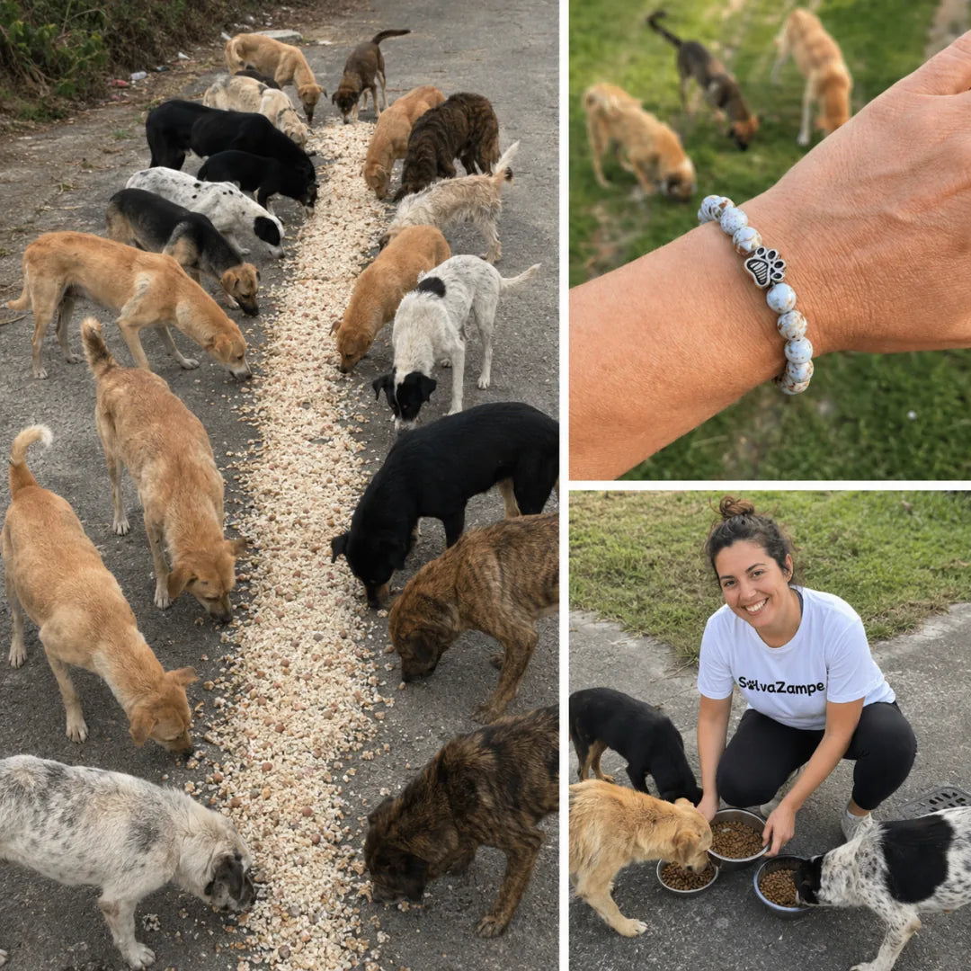 Chiens nourris pendant une opération mywoobles et bracelet solidaire porté au poignet