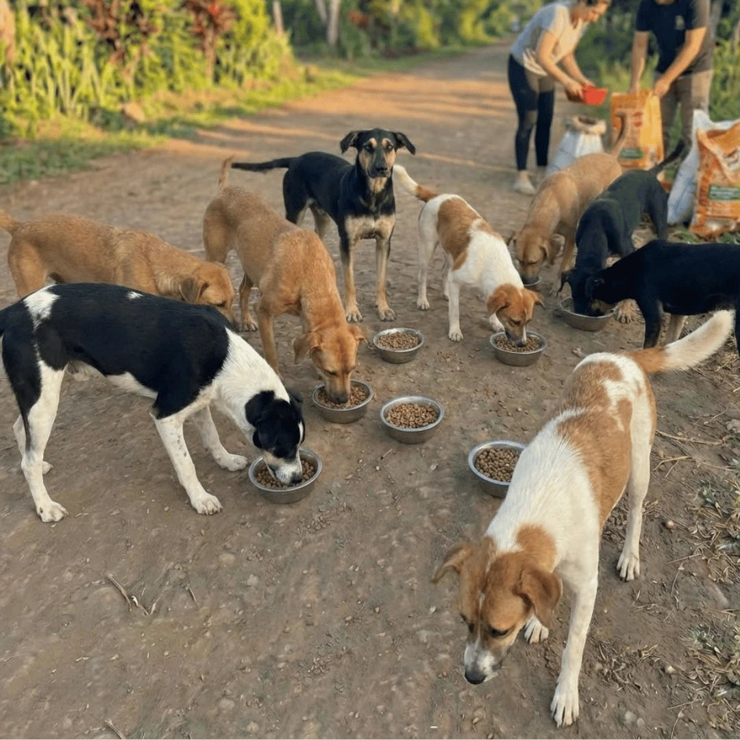Chiens qui mangent pendant une opération de nourrissage