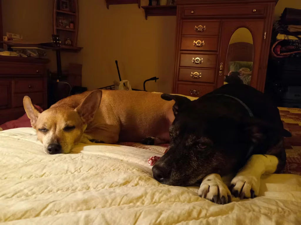 Chiens photographiés par une cliente mywoobles