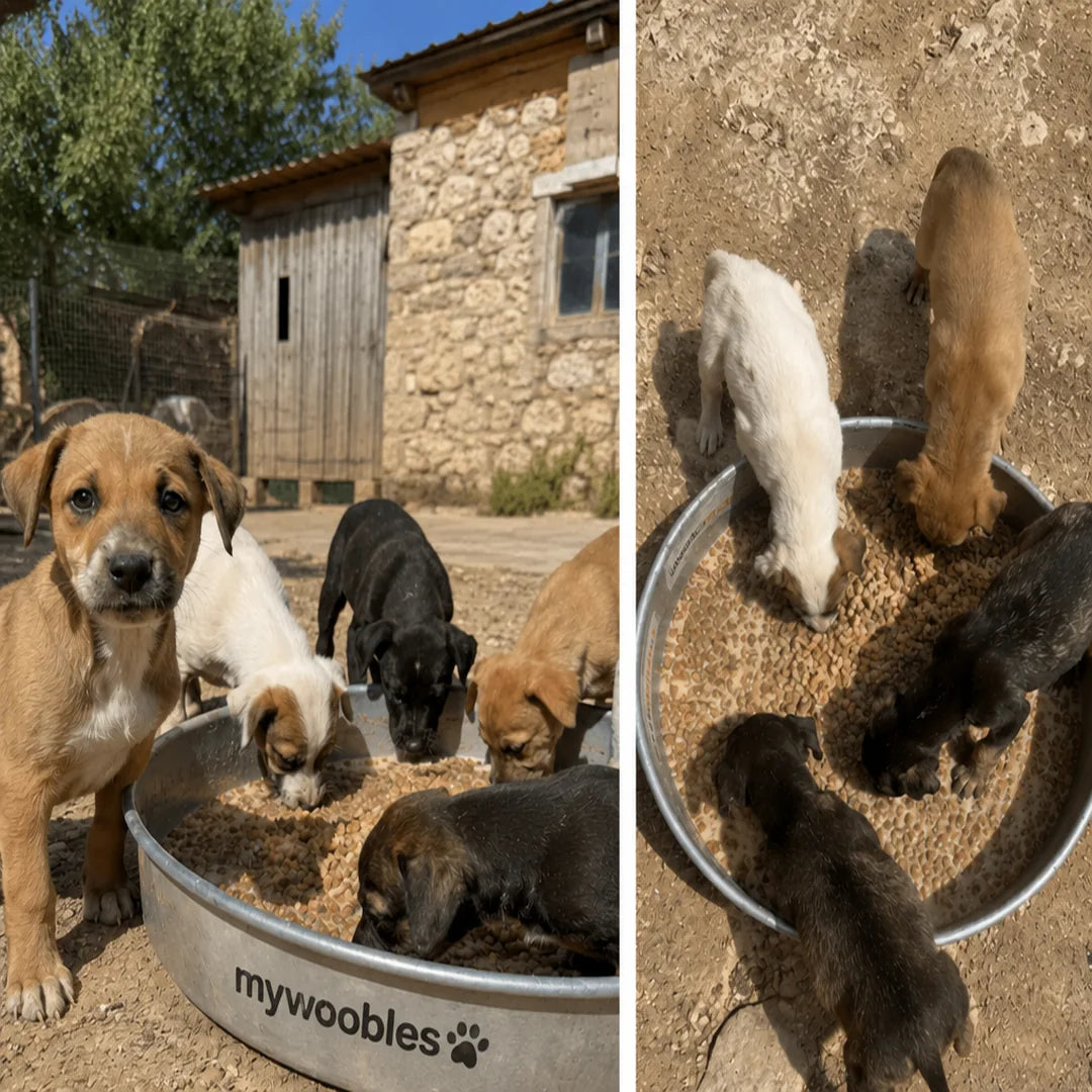 Chiots qui mangent pendant une opération de nourrissage en été
